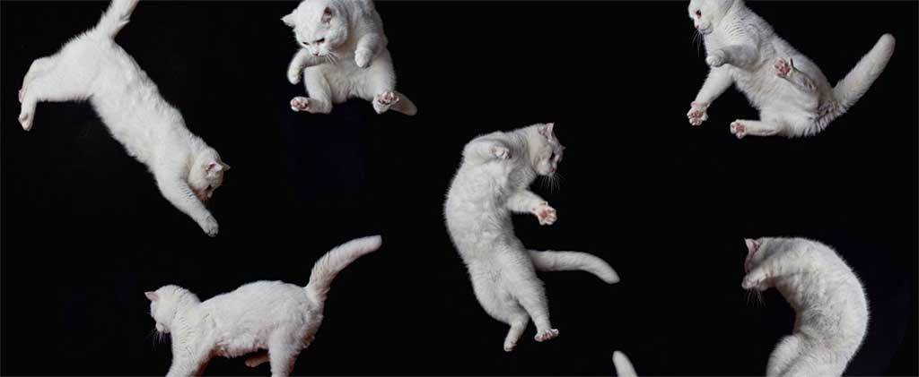 gato blanco juegos acrobacias saltos
