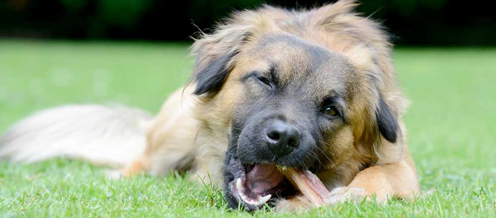 Los perros disfrutan devorando los snacks que, además, son muy beneficiosos para su organismo.