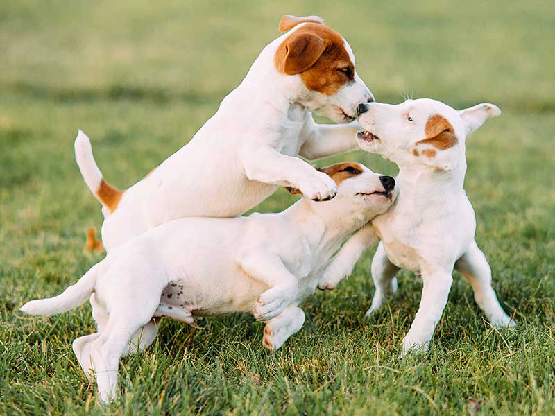 Una fase preciosa durante el desarrollo del comportamiento canino ocurre cuando vemos a nuestros cachorros comenzar a jugar.
