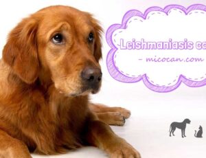 leishmaniasis-canine-perro-dog